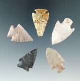 Set of five High Plains arrowheads, largest is 1 1/2