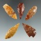 Set of five Columbia River arrowheads made from attractive material, largest is 1 1/2