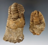 Pair of Trilobite Fossils, largest is 3 3/4