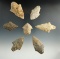 Set of seven Midwestern Adena points, largest is 2 1/2