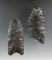 Pair of restorable Coshocton Flint fluted Paleo Clovis points found in Ohio, largest is 2 13/16