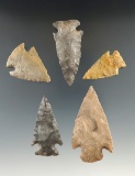 Group of five Williams points found in Texas, one has been glued to a board. Largest is 2 3/8