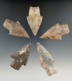 Five Bulverde points found in Texas, largest is 2 1/2