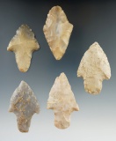 Group of 5 Woodland Points found in Kentucky and Indiana. Largest is 2 1/4