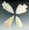 Four Missouri arrowheads, largest is 2 13/16