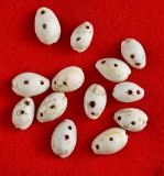 Set of 13 anciently drilled shell beads.