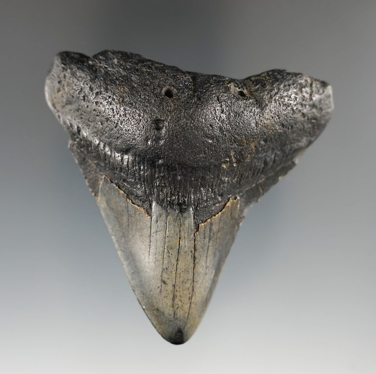 2 1/2" fossilized Megalodon sharks tooth found off the coast of North Carolina.