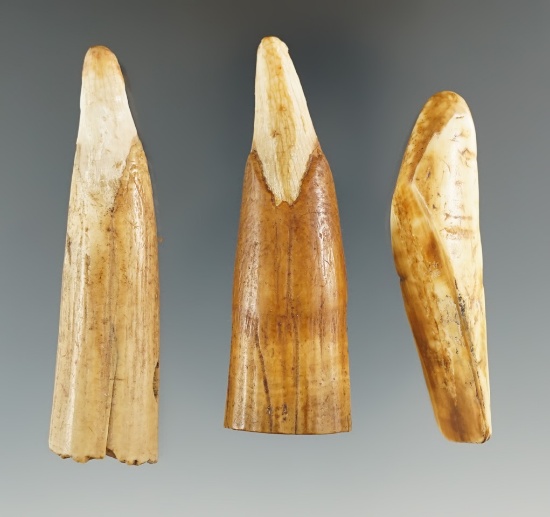 Set of three baby walrus teeth found in Alaska, largest is 2 3/4".