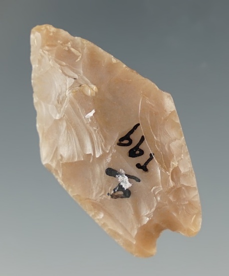 1 1/2" Angostura found in 1924 at the Pennsylvania Fossil Site in Texas. Ex. COA.