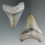 Excellent pair of Megalodon sharks teeth, largest is 2