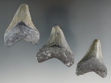 Set of three Megalodon sharks teeth found in coastal Georgia. Largest is 2 1/8