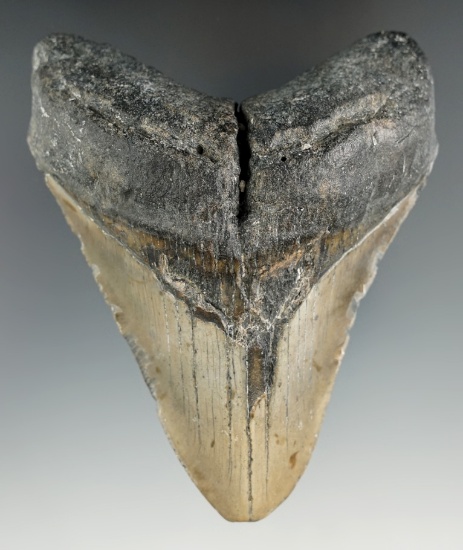4 5/8" Fossilized Megalodon Sharks Tooth.