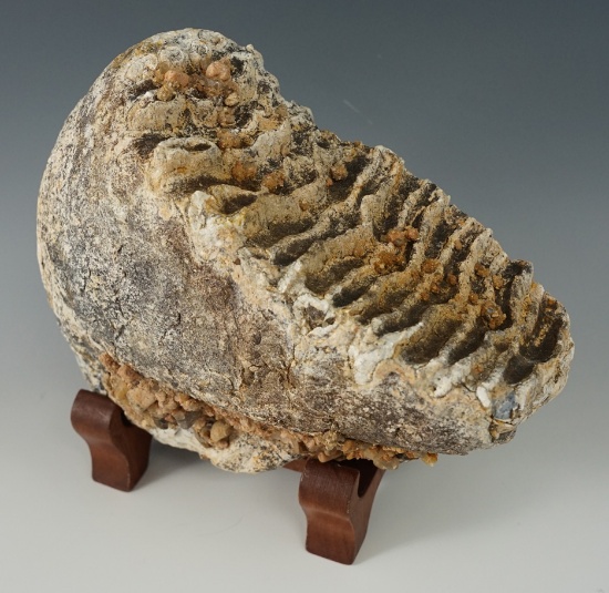 6 1/2" long 4 lb. 13 oz. Mammoth Tooth excavated from a Brazos River lag deposit - Texas.