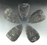Cache of 5 Hopewell Blades made from Coshocton Flint, found in Ohio.  Bennett COA.