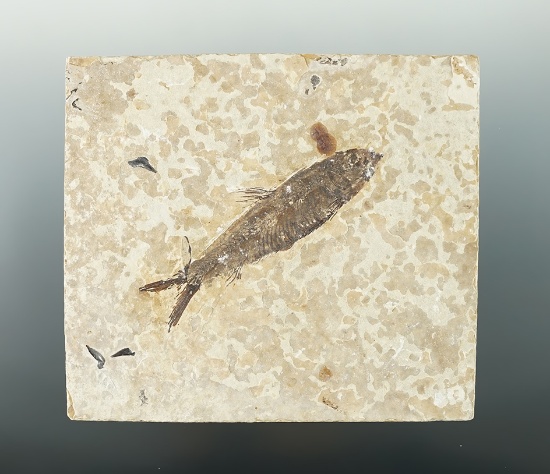 2 5/8" Knightia fossil fish on a 4" wide slab found in Kemmerer, Wyoming. Over 30 million years old.