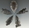 Set of five assorted Obsidian arrowheads found in Oregon, largest is 1 5/8