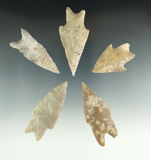 Ex. Museum! Set of five Pedernales Points in nice condition found in Texas. Largest is 2 11/16".