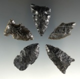 Set of five Obsidian arrowheads found in Oregon. Largest is 1 9/16