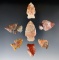 Seven beautifully colored Flint Ridge Points from assorted counties in Ohio. Largest is 1 3/4