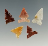 Set of five assorted Columbia River arrowheads. Largest is 3/4