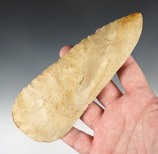 Huge 6 11/16" Beveled Cobbs Blade found in Kentucky.