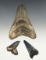 Set of 3 Fossilzed Sharks Teeth. The largest is 3 1/8