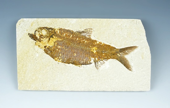 5 15/16" Long Fossilized Fish specimen in great condition.