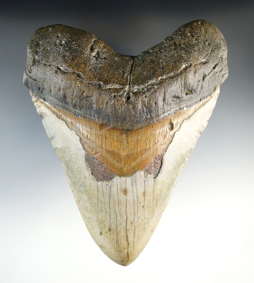 6" Fossilized Megalodon Sharks Tooth in outstanding condition. Excellent example.