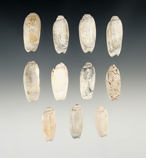 Set of 11 Drilled Shell Beads found in Tennessee.