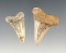 Pair of Meko Sharks Teeth in great condition. The largest is 1 5/8