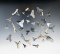 Set of 20 + fossilzed Sharks Teeth found in Bone Valley, Florida.