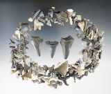 Large lot of fossilzed Shark Teeth found in Florida. The largest is 1 9/16