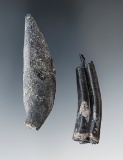 Set of 3 fossilzed Mammal Teeth found in Florida.