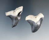 Pair of large fossilzed Hemipristis sharks teeth found in Bone Valley, Florida.