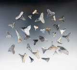 Set of 20 + fossilzed Sharks Teeth found in Bone Valley, Florida.