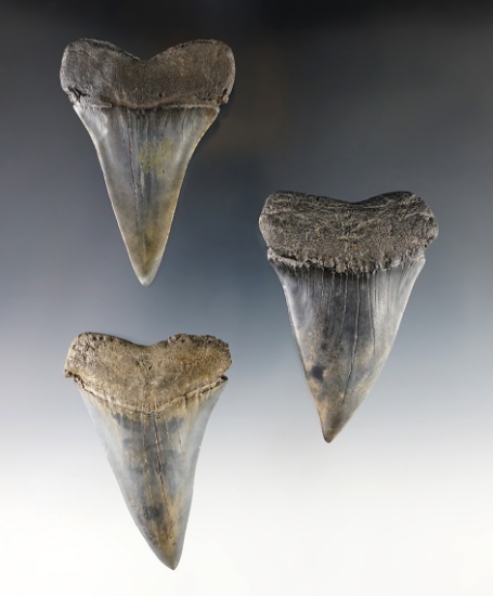 Set of 3 Fossilized Megalodon Sharks Teeth in good condition. The largest is 3 1/8".