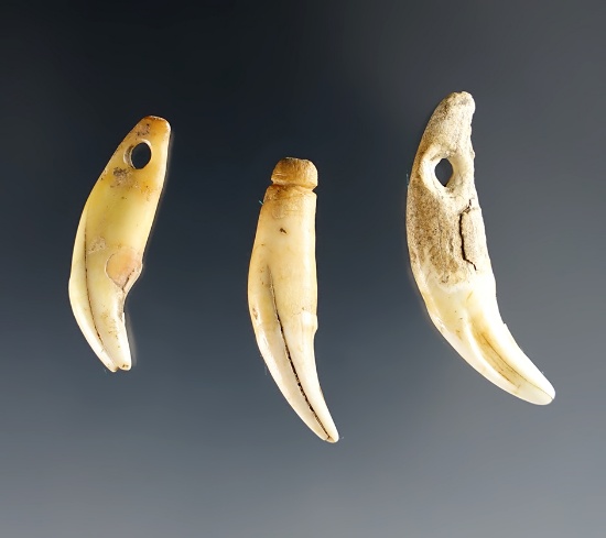 Set of 3 Canine Teeth, All found on the Hocher farm, Pinhook Rd, Dearborn Co., Indiana.