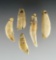 Set of 5 Bear Tooth Pendants with some damage. Found in Mason Co., West Virginia.