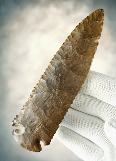 SUPERB! 5 1/4" Tennessee Dovetail. See last photo for a close-up of "snail egg" deposits.