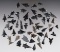 Set of 50 assorted Obsidian Points found in New Mexico. The largest is 7/8