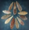 Set of 11 Neolithic Willow Leaf Blades. Found in the northern Sahara Desert region of Africa.