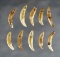 Set of 10 drilled Canine Teeth found at the Fox Field Site in Mason Co., Kentucky.