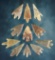 Set of 11 Neolithic Points found in the northern Sahara Desert region of Africa.