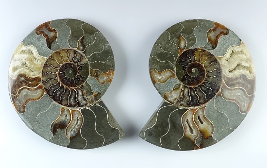 7" polished and colorful Ammonite Fossil with some restoration. Great display piece!