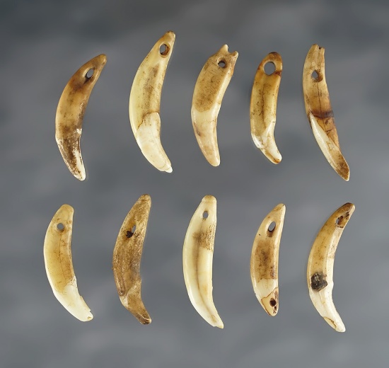 Set of 10 drilled Canine Teeth found at the Fox Field Site in Mason Co., Kentucky.