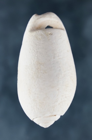 2 1/8" Hohokam Shell Pendant with an incised opening for suspension. Found in Arizona.