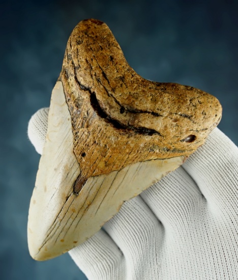 4 3/16" Fossilized Megalodon Sharks Tooth in nice overall condition.