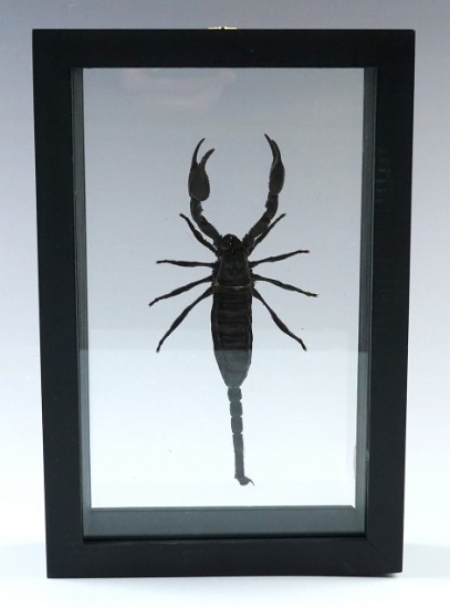 8 15/16" x 5 7/8" framed Scorpion display. Makes a nice gift or display!