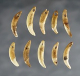 Set of 10 drilled Canine Teeth found at the Fox Field Site in Mason Co., Kentucky.