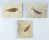 Set of three slabs with Fossil Fish, largest  is 4 3/8